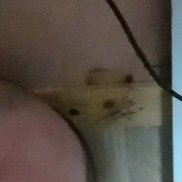 �������, 37 ���, ���