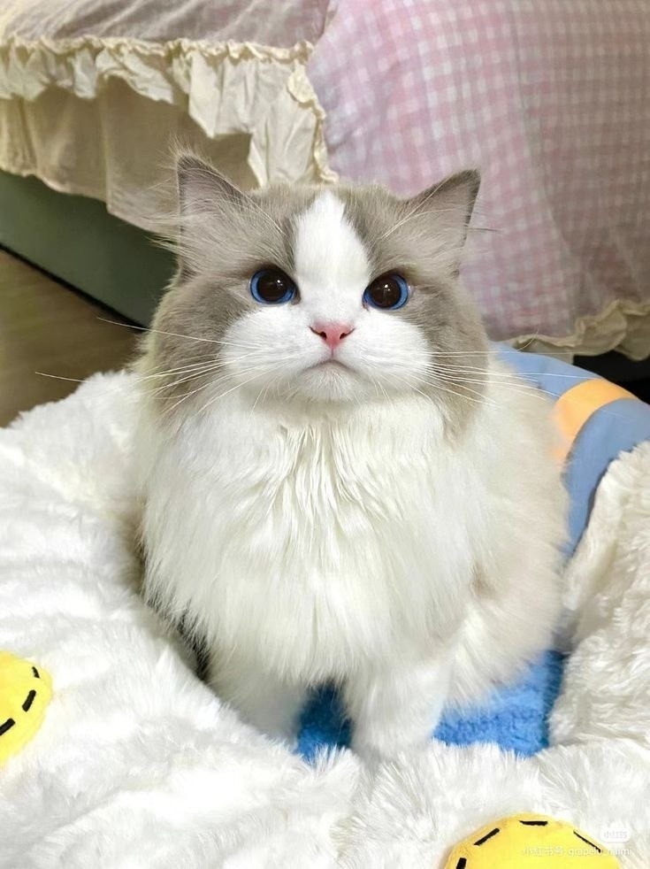 ae oe  aoo  ao co  paco? a oo oaoac? - 9