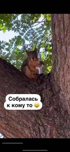 Вы не хотели этого, но белочка сама пришла в самый неподходящий момент