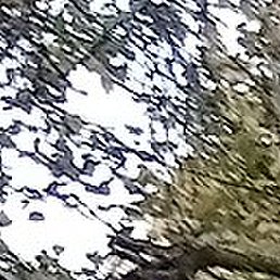 ��������� �����, ������, 62 ����