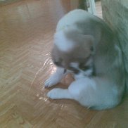 �������, 46 ���, ���