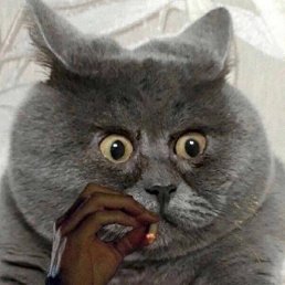 �������, �����������, 47 ���