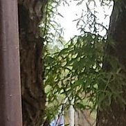 ���������, 46 ���, ������