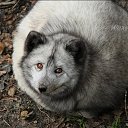  ,  , 64  -  16  2025    