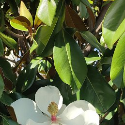 ����, ���������, 52 ����