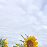 ������, 50 ���, ������