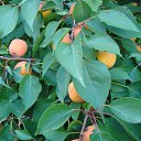 ���� �����, �������� - ��������� 26 ���� 2025 � ������ ������� 2025�