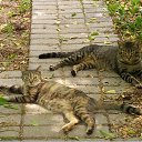 ���� �������, �����, 48 ��� - ��������� 12 ����� 2025 � ������ ���� ����������