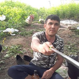 , 37, 