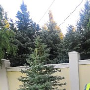 ������, 62 ����, ���������