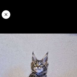 �������, ������, 35 ���