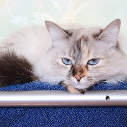 Soom, ����, 68 ���