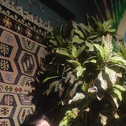 ������, 40 ���, ������