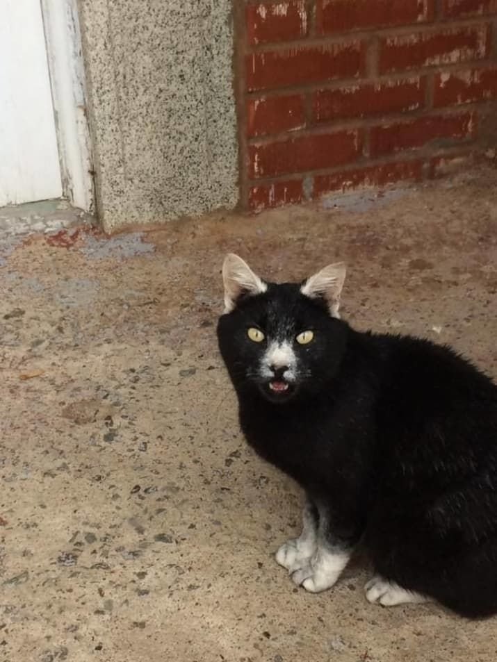 oa ppoa pea oo  oe opac c ocoo aae. apaca a  e, oop ...