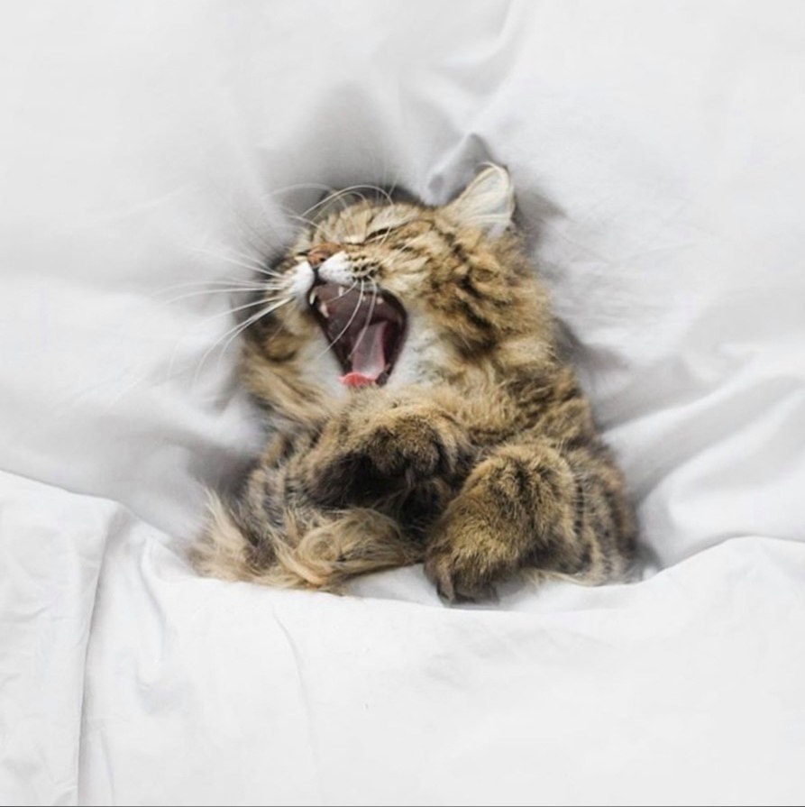 — Я веду прямой репортаж из кровати. Здесь реально круто!