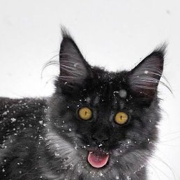 @Dolif, �����������, 42 ����