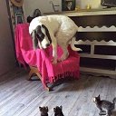    , -, 72  -  7  2025    Ȼ