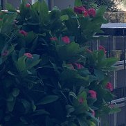 �����, 57 ���, �����