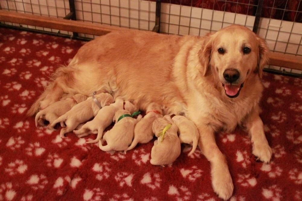 Счастливая мамочка с малышами