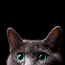 ���� ����, ������, 36 ��� - ��������� 12 ������ 2024 � ������ ���� ����������