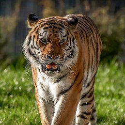 �������, �������, 41 ���