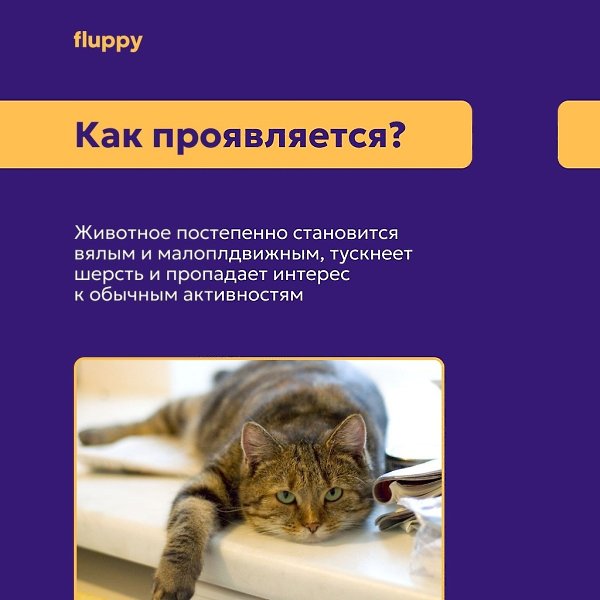 Что такое таурин и какую роль играет в жизни кошек? Рассказали в картинках Больше о здоровье котов в ... - 7