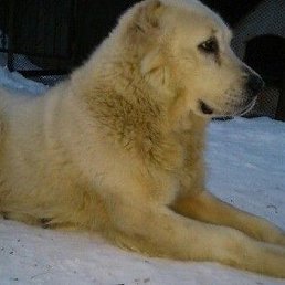 ������, ������, 49 ���