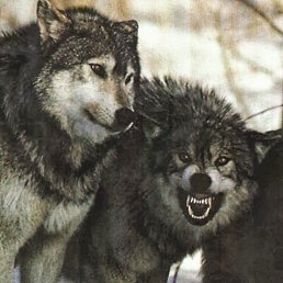 ����������, ������, 19 ���