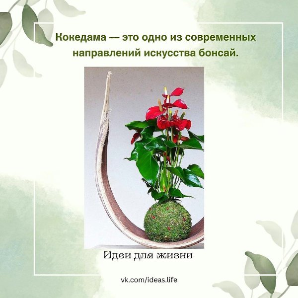 Кокедама — это одно из современных направлений искусства бонсай. Оно появилось в Японии совсем ...