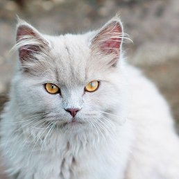 ����, �����, 38 ���