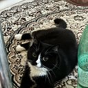 ���� ������, ��������, 68 ��� - ��������� 15 ������� 2024 � ������ ������ ��������