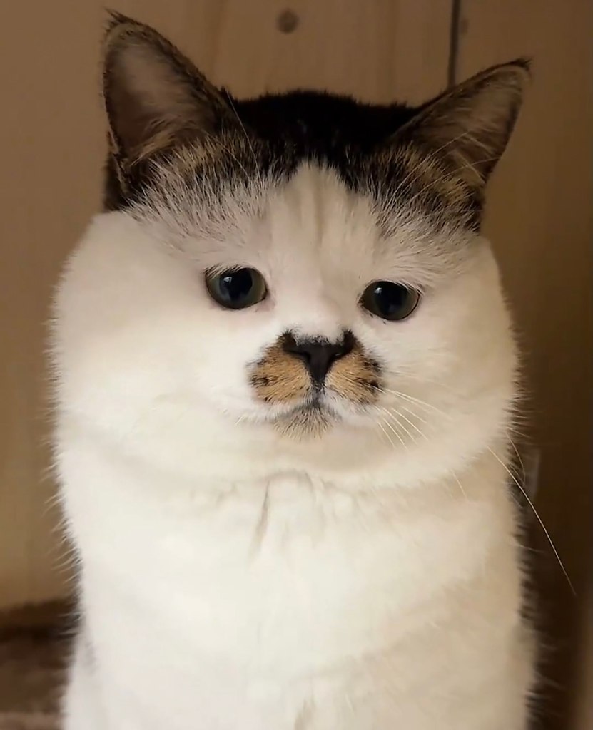 ,      ?)