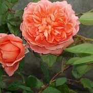 ���������, 63 ����, ��������� ������