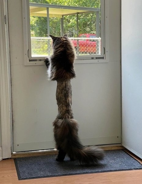 Выдвижной телескопический кот).(котик после операции)