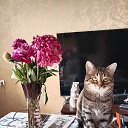 ���� ������, ������, 41 ��� - ��������� 7 ������� 2025 � ������ ������ ��������