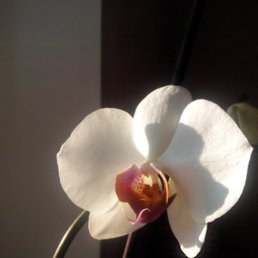 �����, ��������, 47 ���