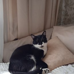 �����, �����-���������