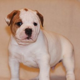 ����, �������, 51 ���