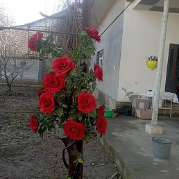 Bek, ������, 39 ���