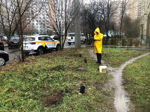 Жители ул. Горького 16А, 16Б, 16В высадили Аллею из Сирени и Липы - 9