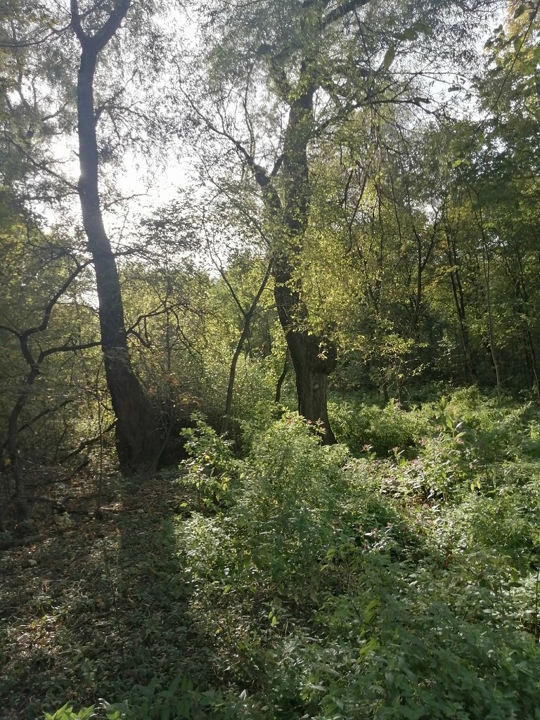 Река Сетунь. 