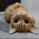 ���� ��������, ����� - ��������� 7 ������� 2025 � ������ ������ ��������
