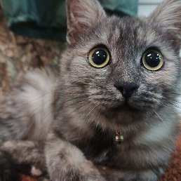 ����������, ������, 61 ���