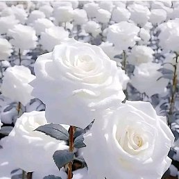 Leidi, ������, 27 ���