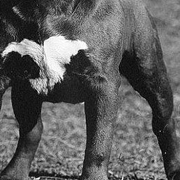 ������, ��������, 43 ����