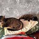 ���� ������, ������� ��������, 63 ���� - ��������� 4 ������� 2025