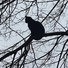 �����, ������, 36 ���