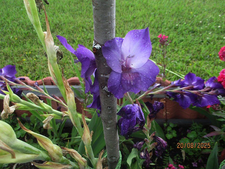    .    . . ,   ... - 2