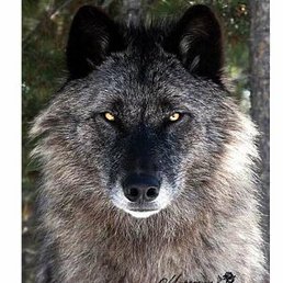 �����, ������, 61 ���