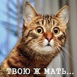 ���� �������, �����, 46 ��� - ��������� 22 ���� 2026